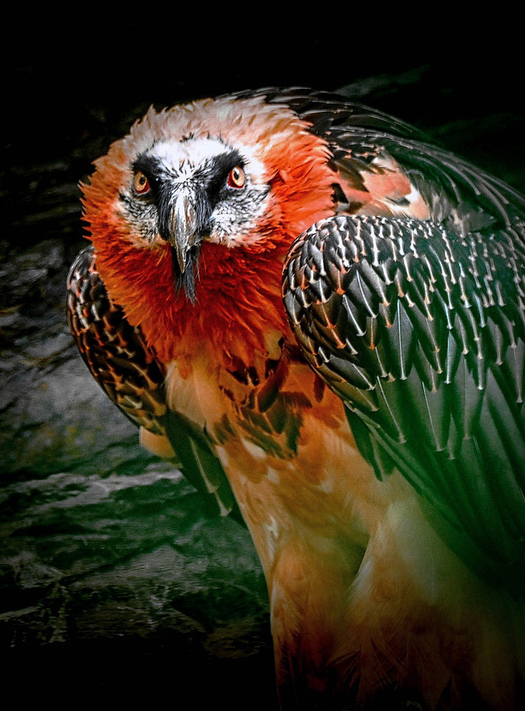 Боевой раскрас