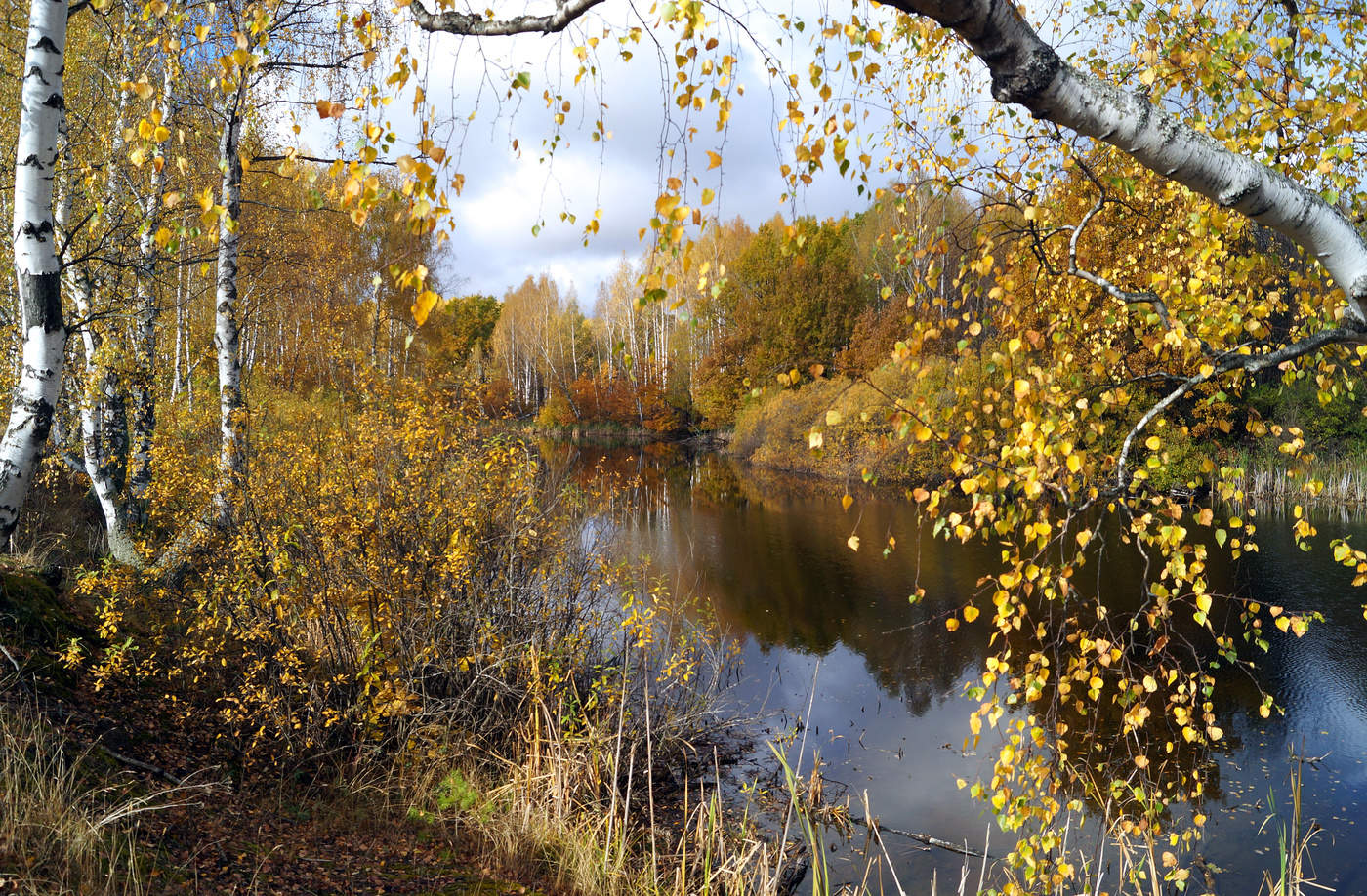 Берёзки у воды