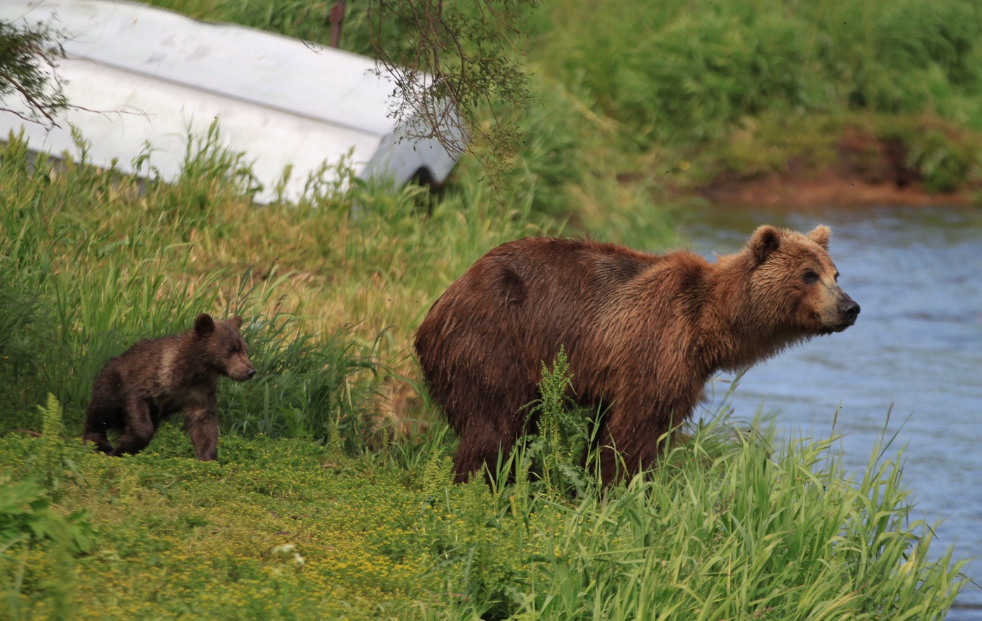 Мишкино детство