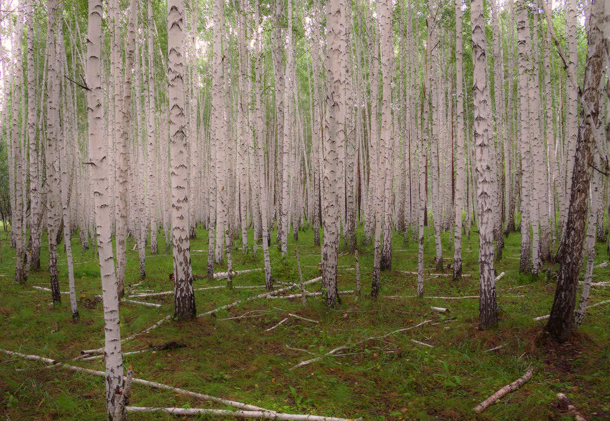 Берёзовый ситец