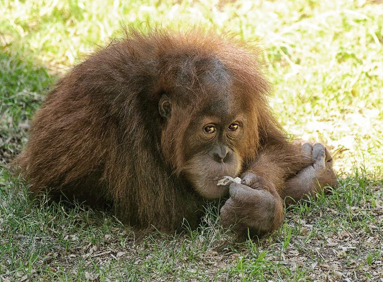 Сафари.Рамат-Ган