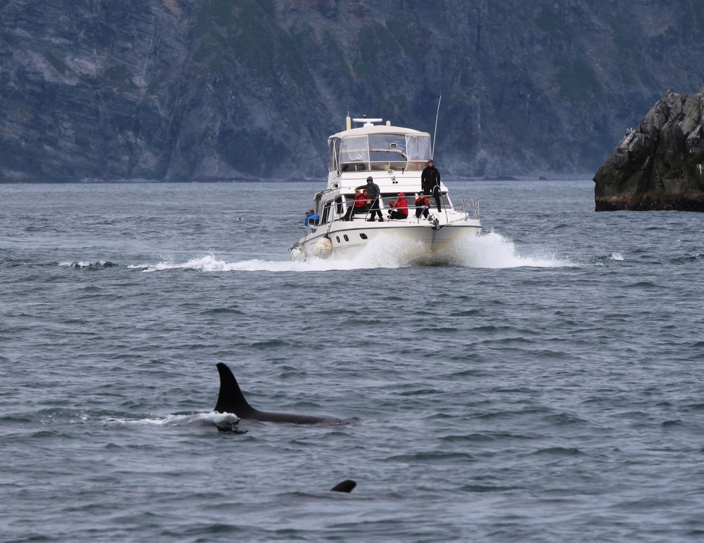 Фотоохота на касаток