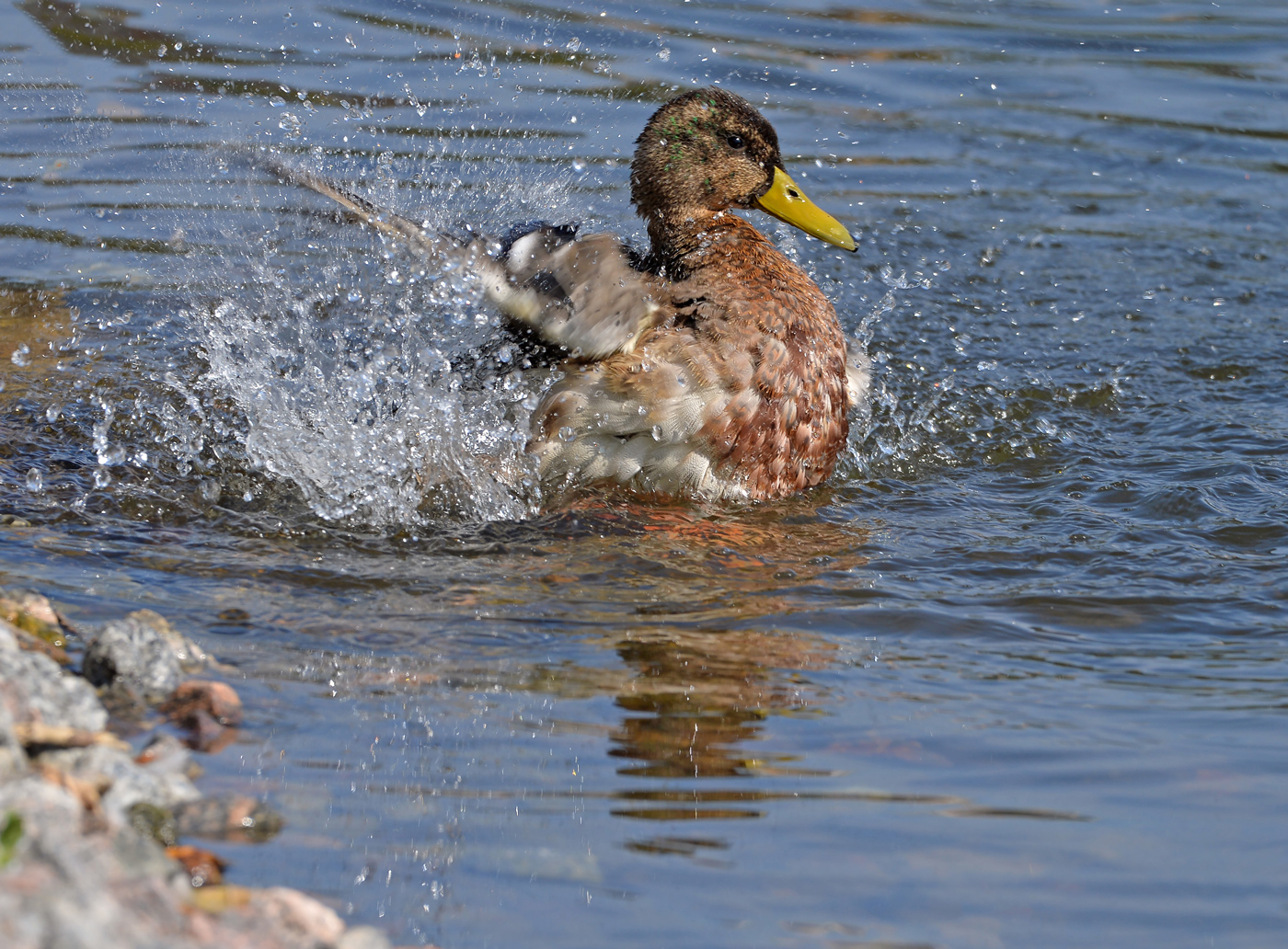 Водные процедуры