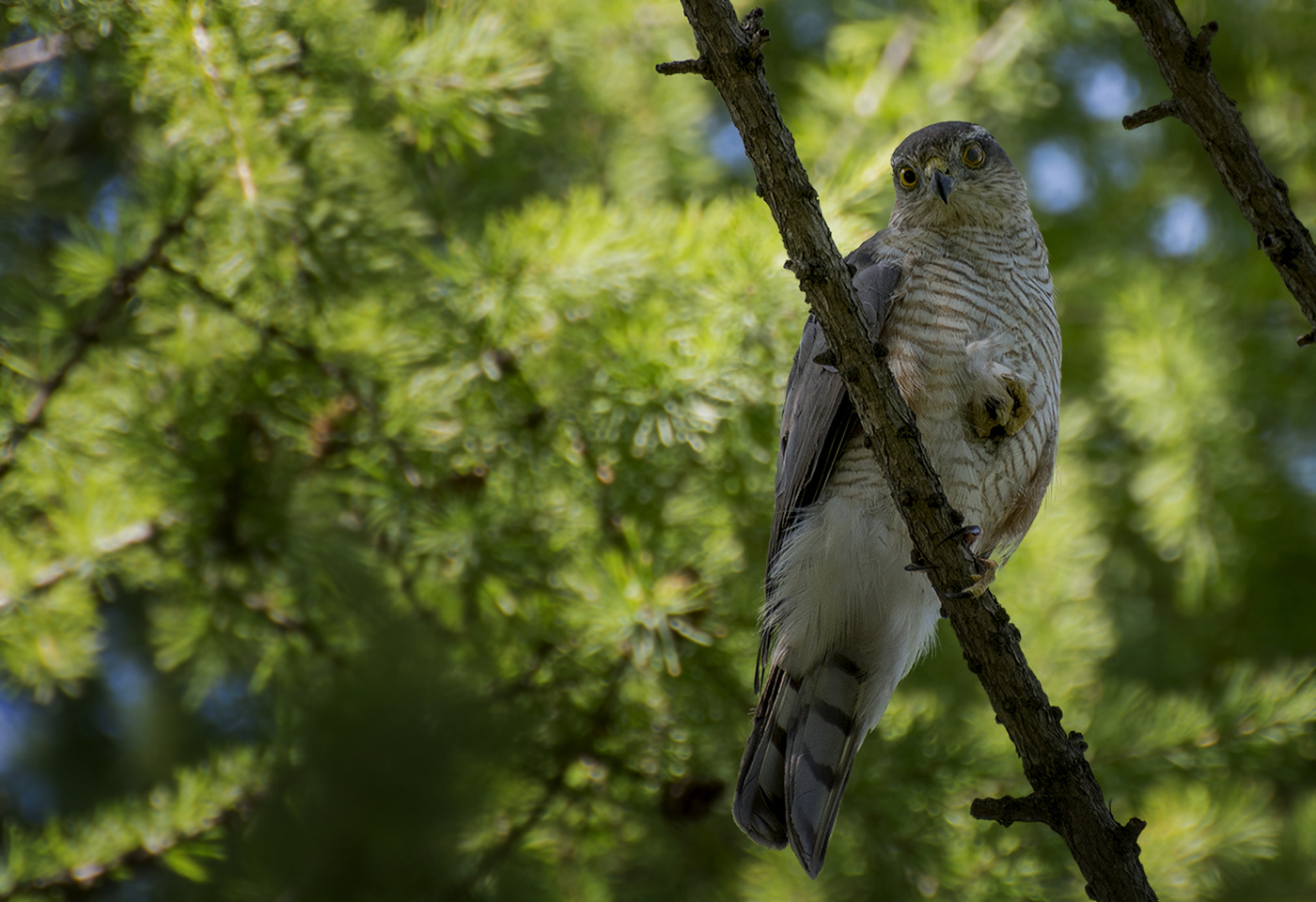 Ястреб перепелятник (самка)..