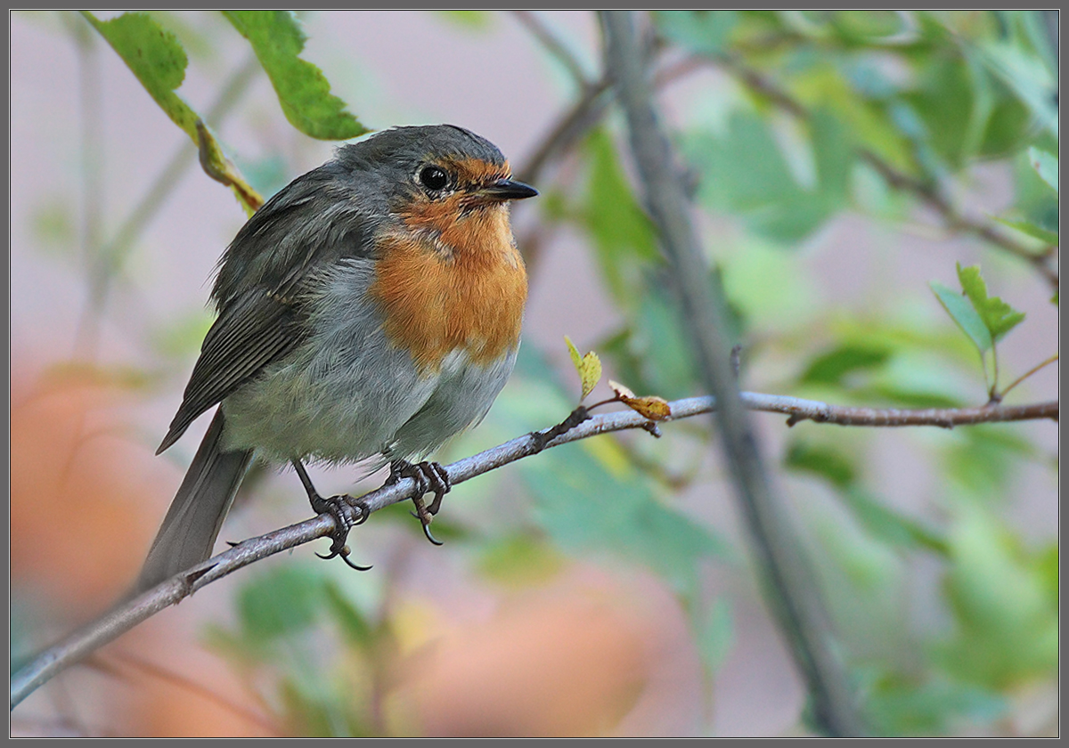 Ранним утром
