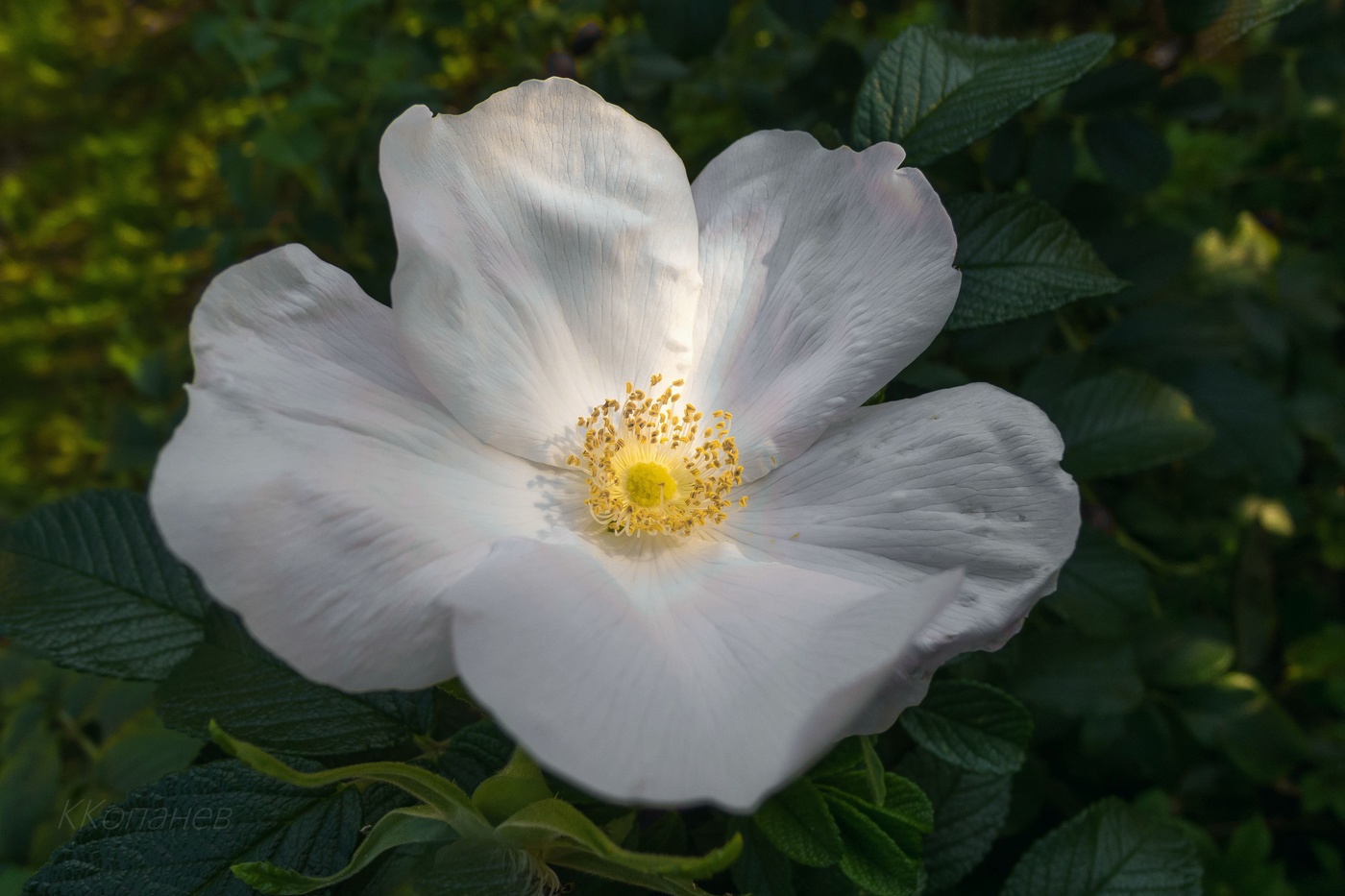 Вечерний свет