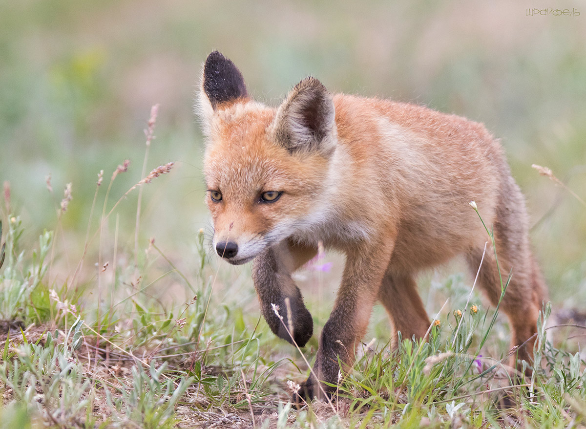 В поисках приключений