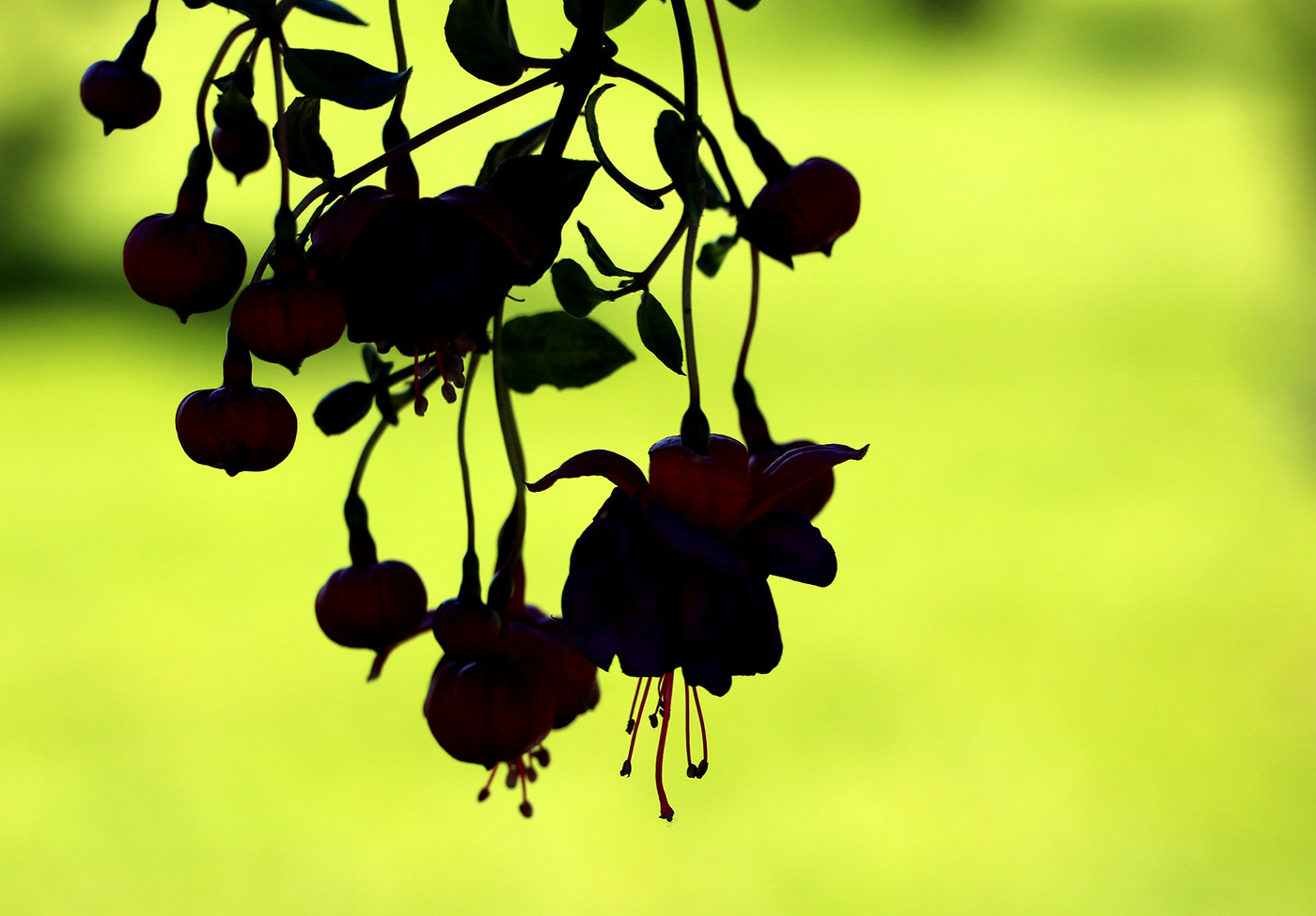 Фуксия в контражуре