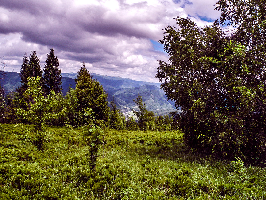 Карпатский вид