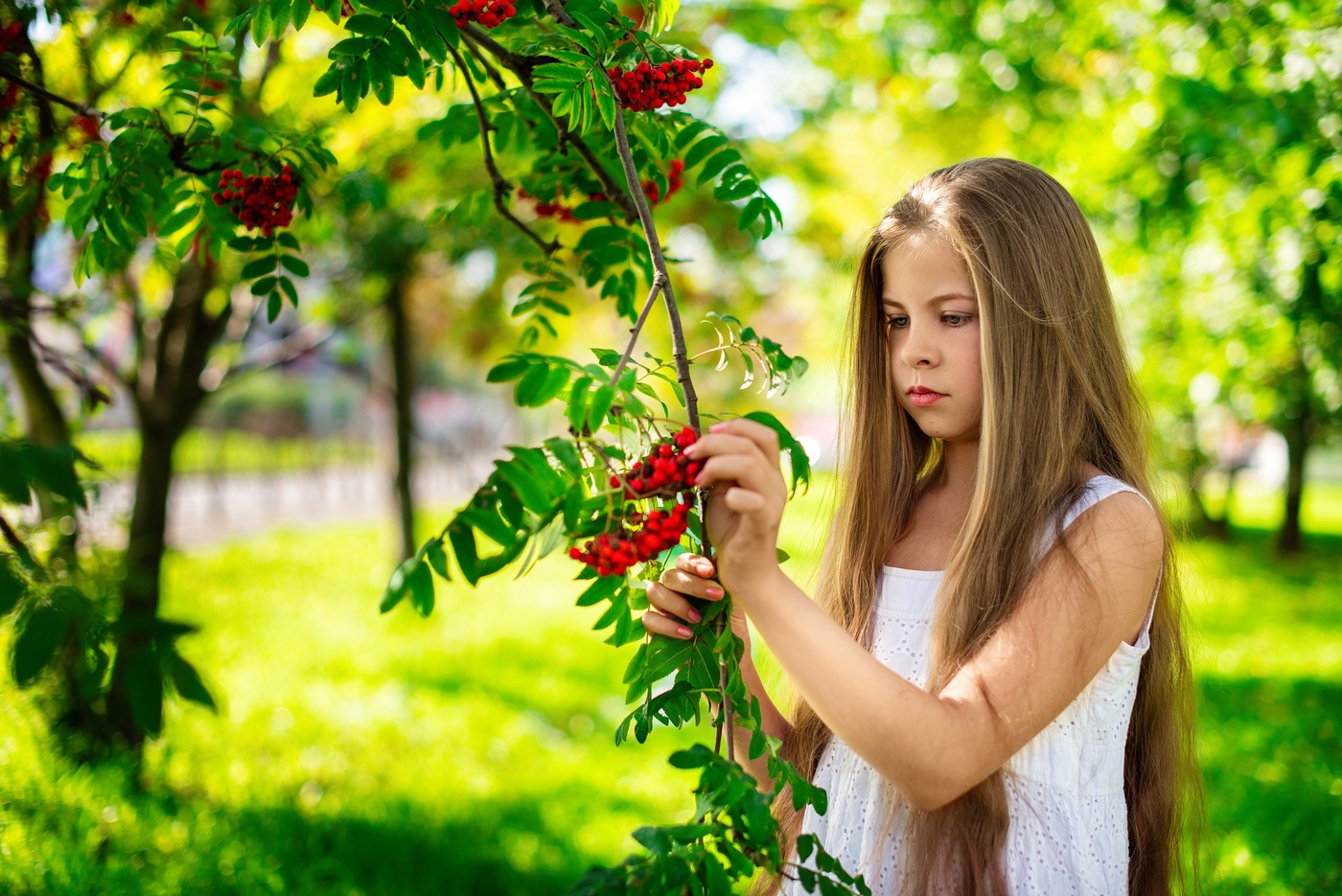 Ягоды рябины