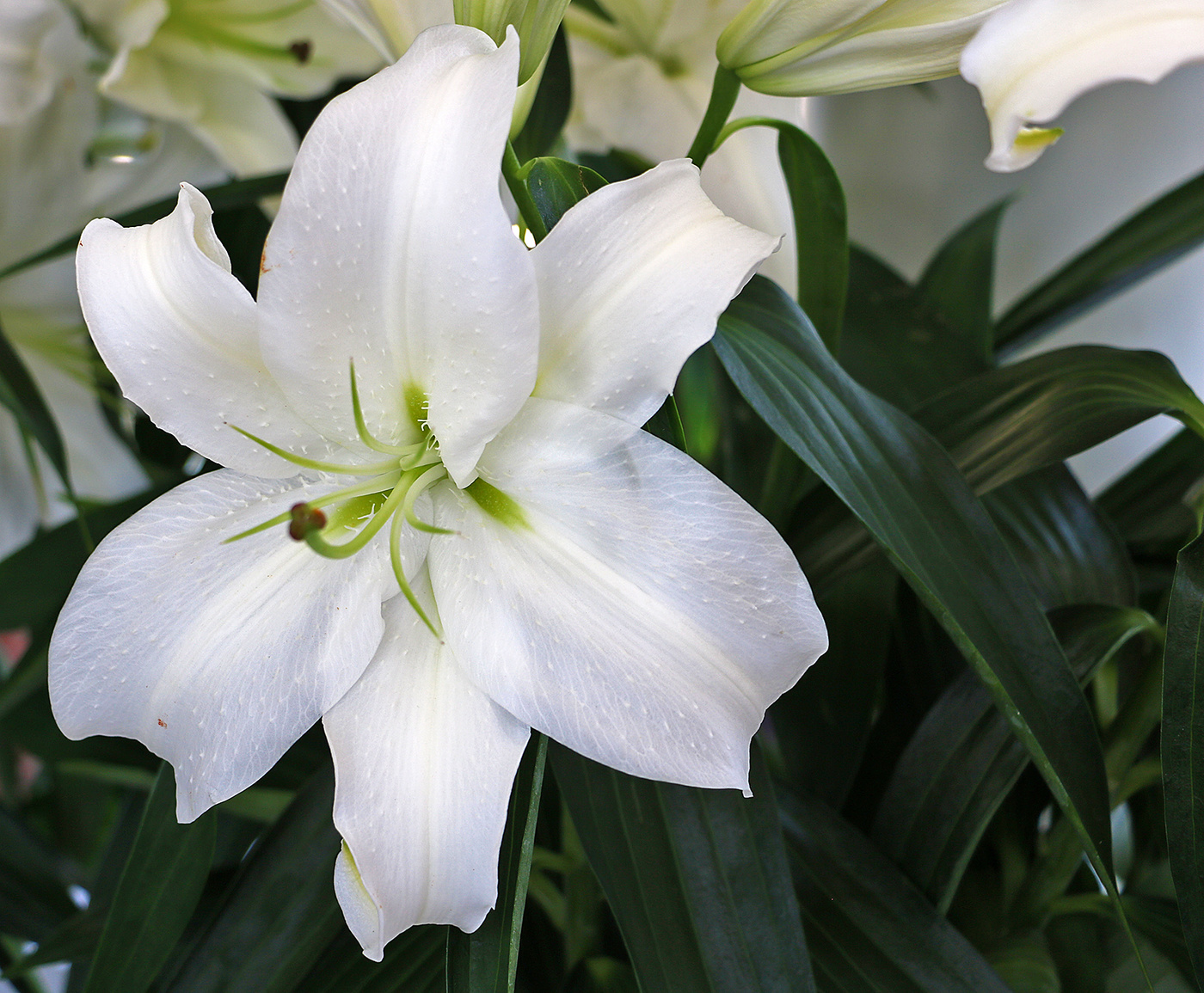 Белоснежка