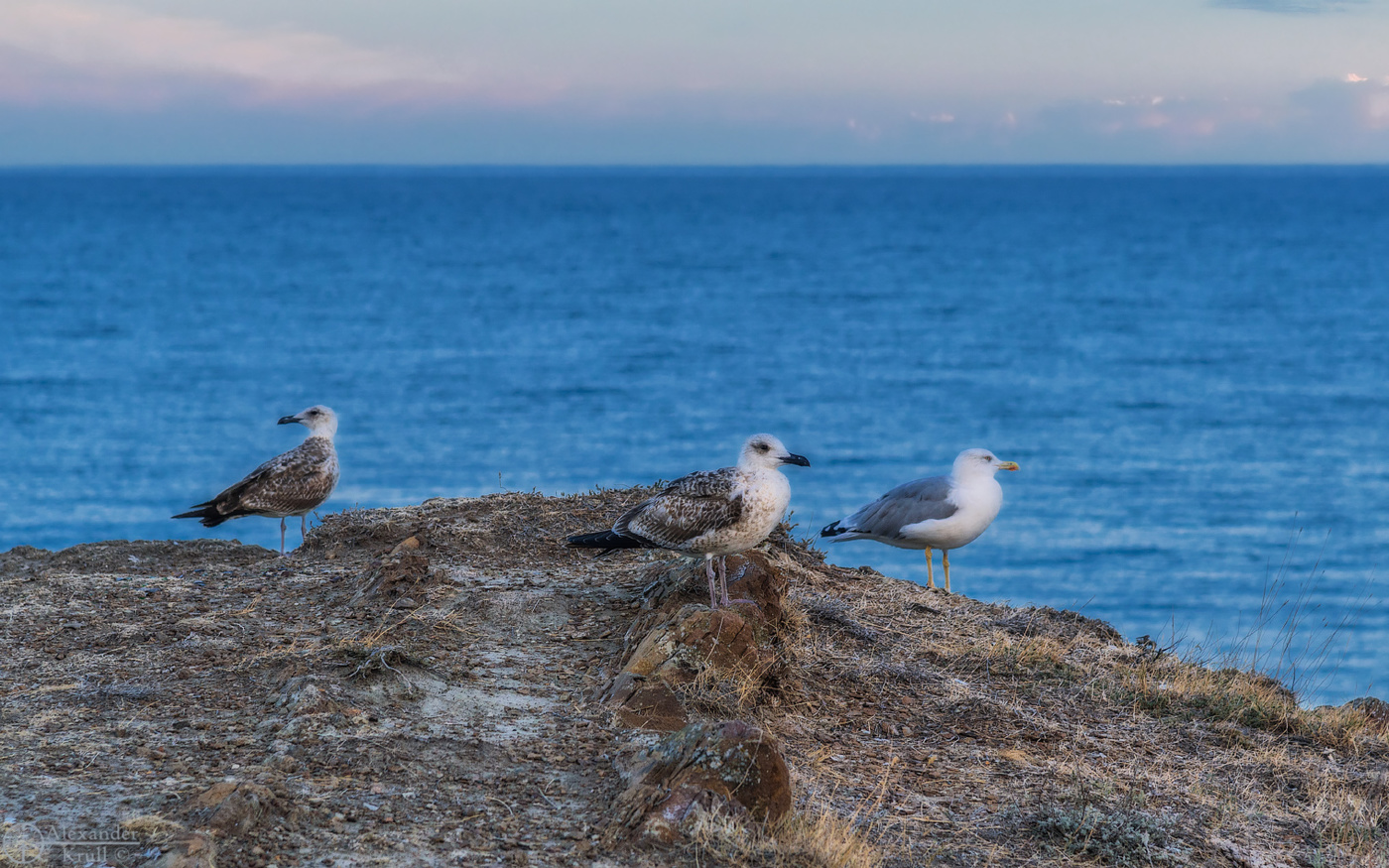 Стражи Черного моря...