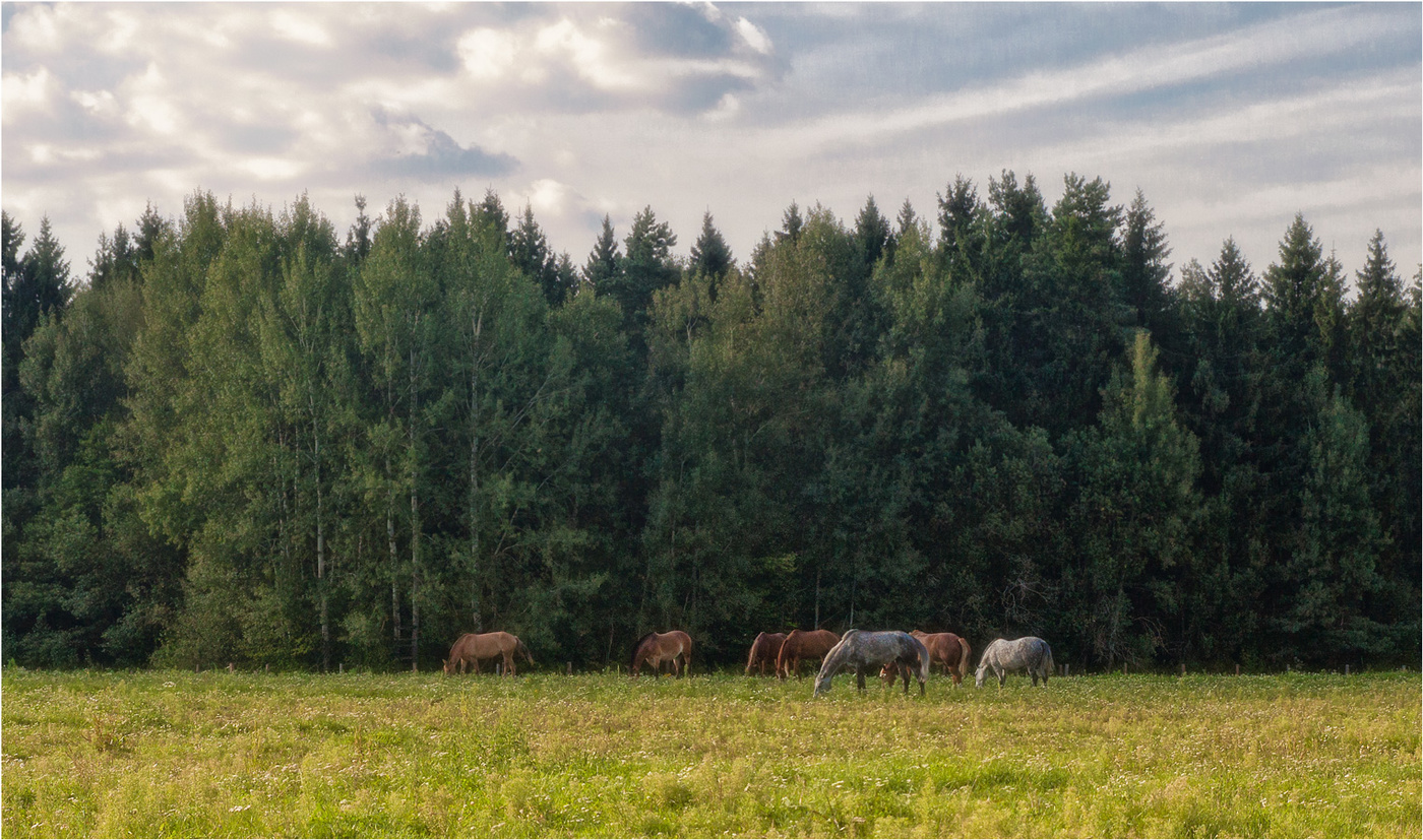 Лошадиный табун