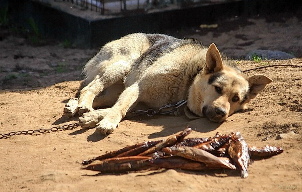 сами ешьте.....