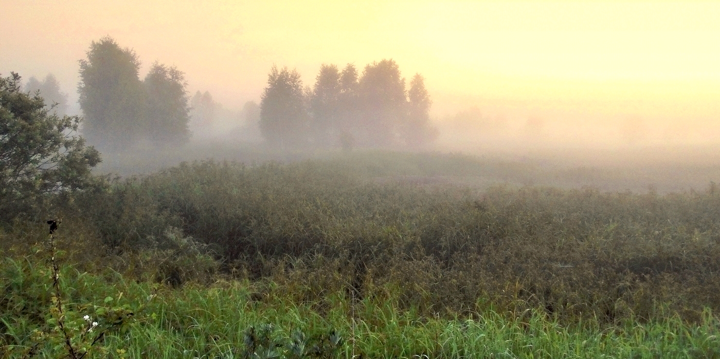 Туман окутал всё вокруг