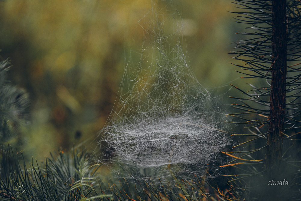 паутинки бывают разные