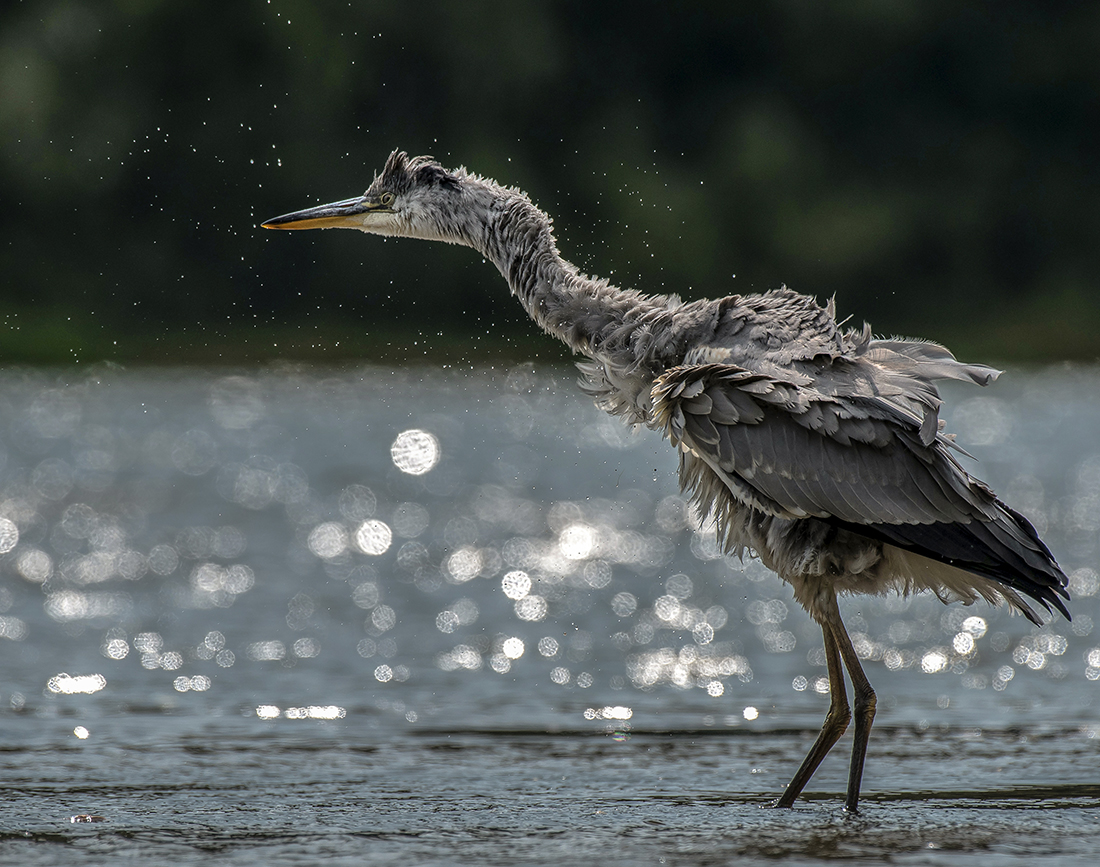 Серая цапля