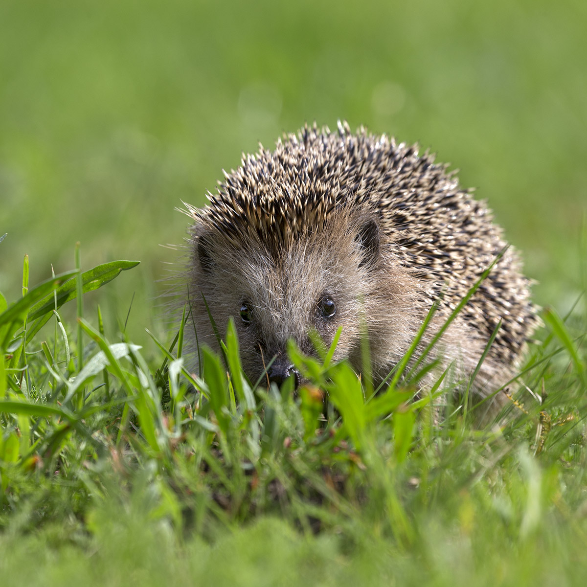 Любопытный ежонок