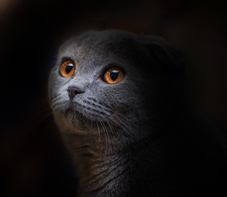 Прекрасная Бонифация)