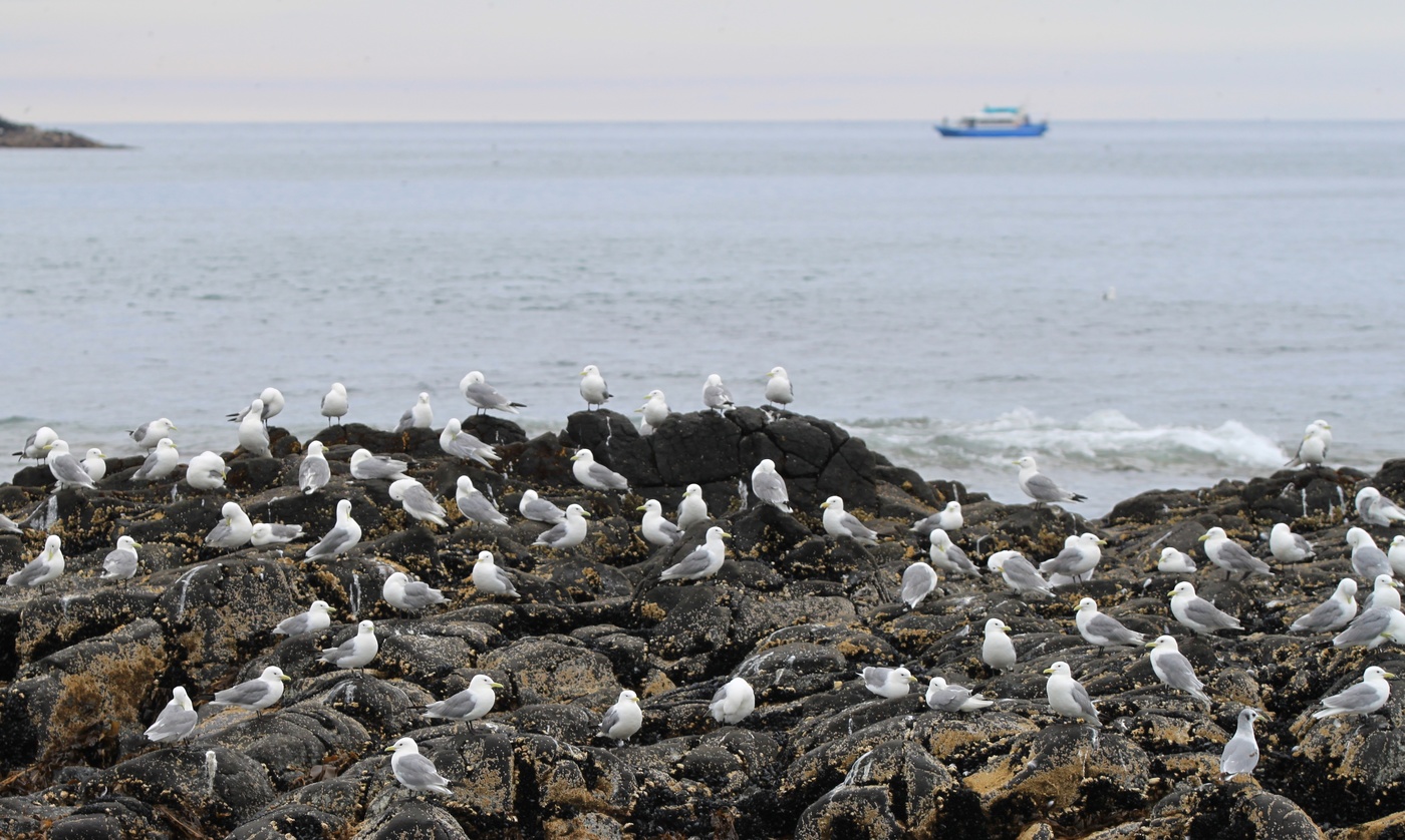 Камчатские этюды