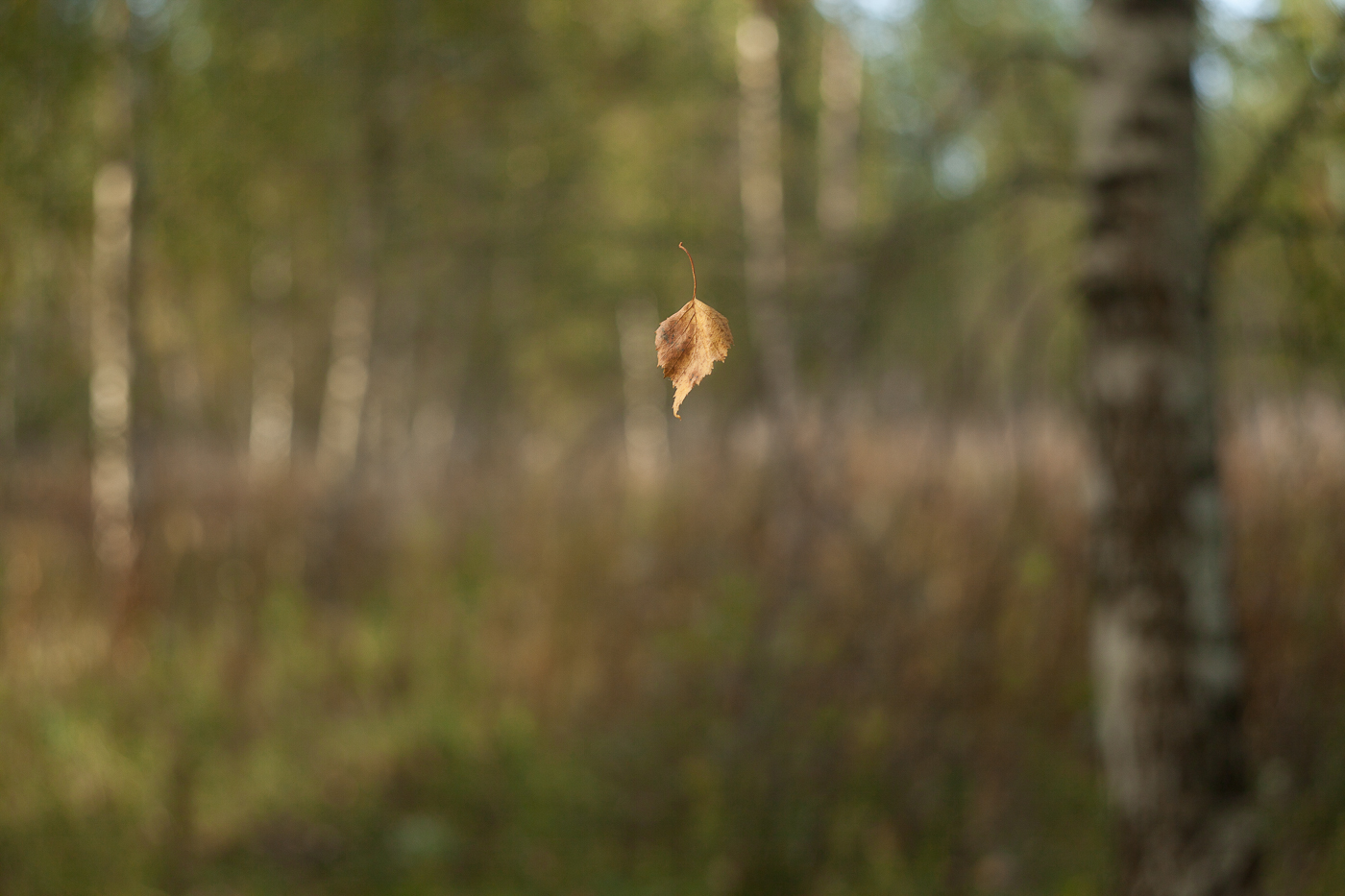 про листочек..лирическо-тематическая..