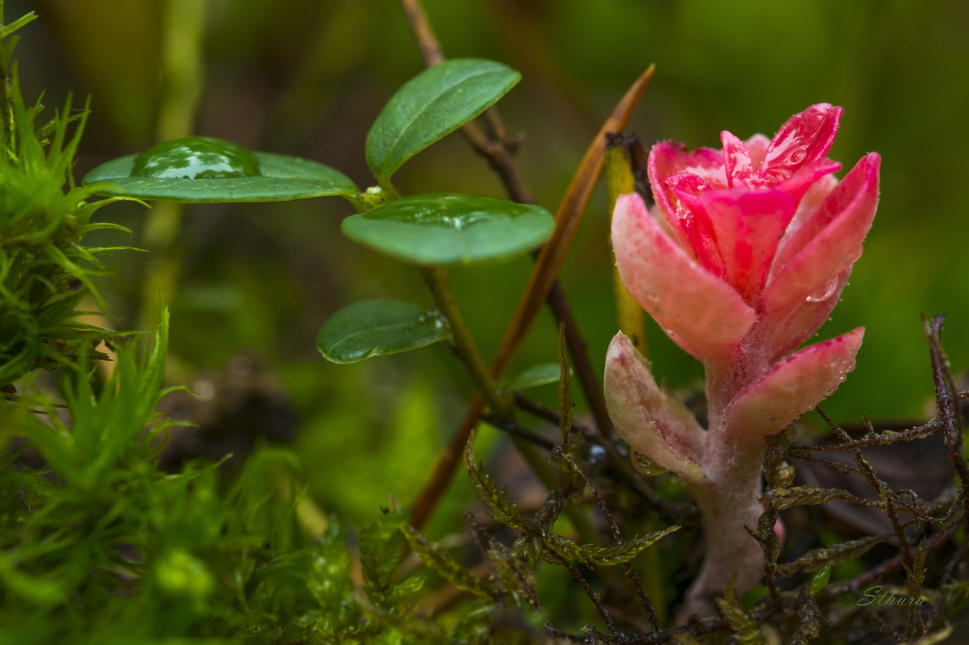 Аленький цветочек.