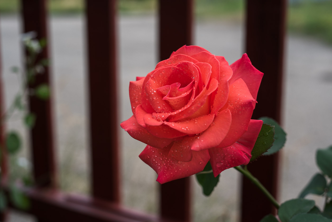 Её величество, Роза