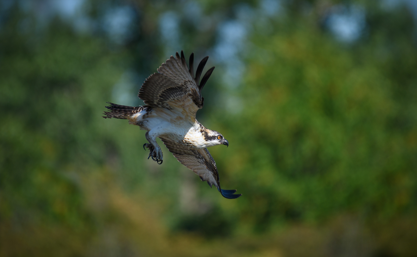 Juvy Osprey in flight