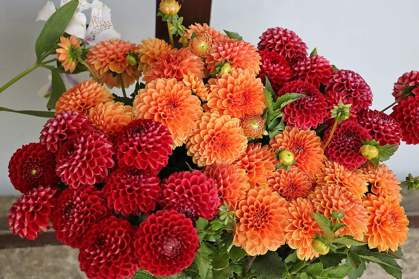 Георгинчики