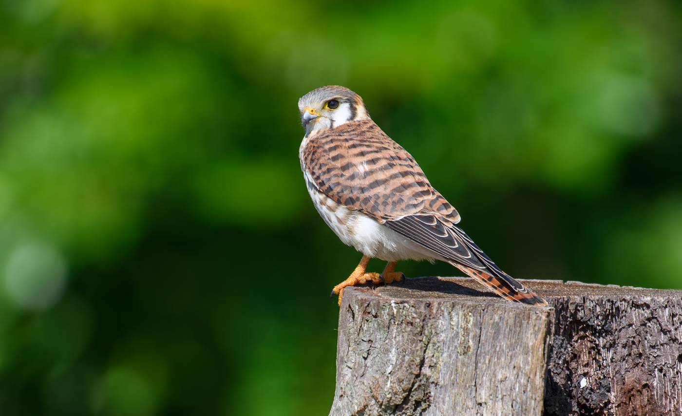American kestrel