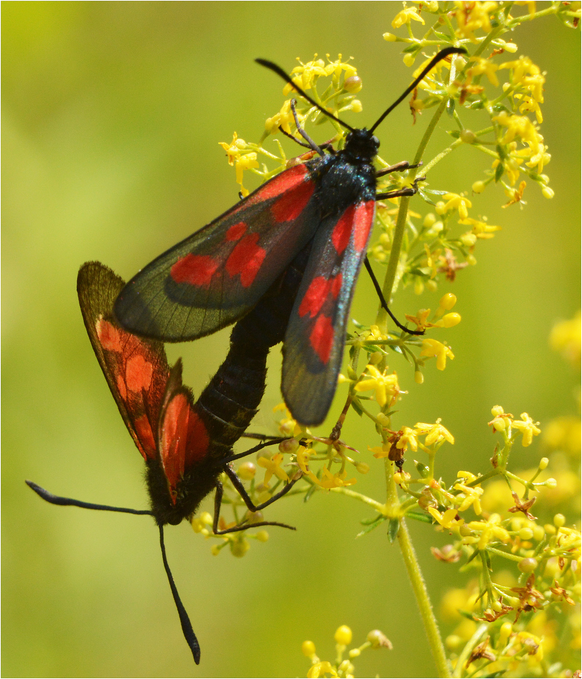 Золото летнего дня.