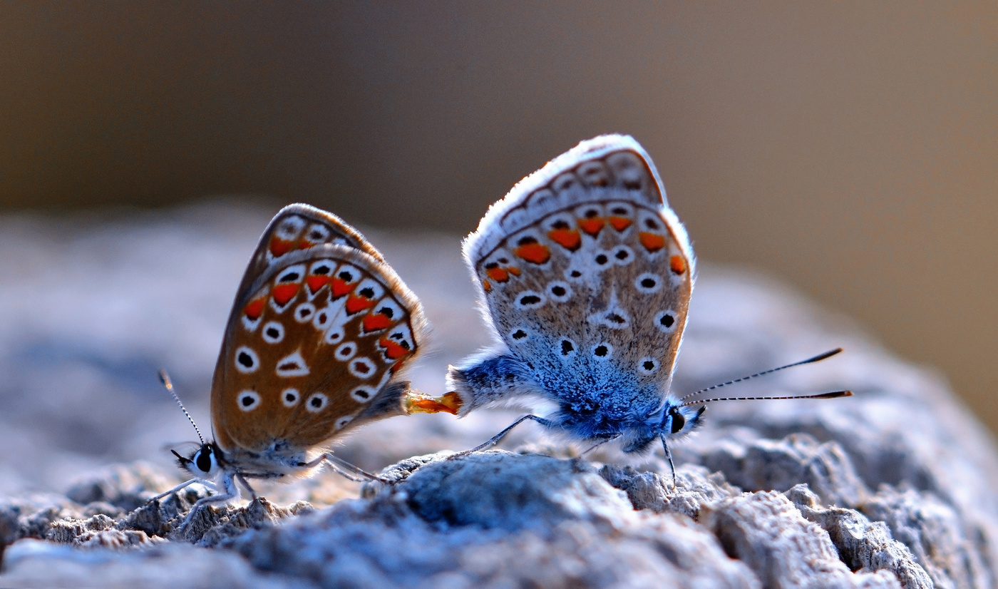 Связующее звено..)