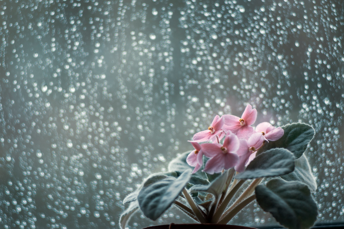 фиалковое...