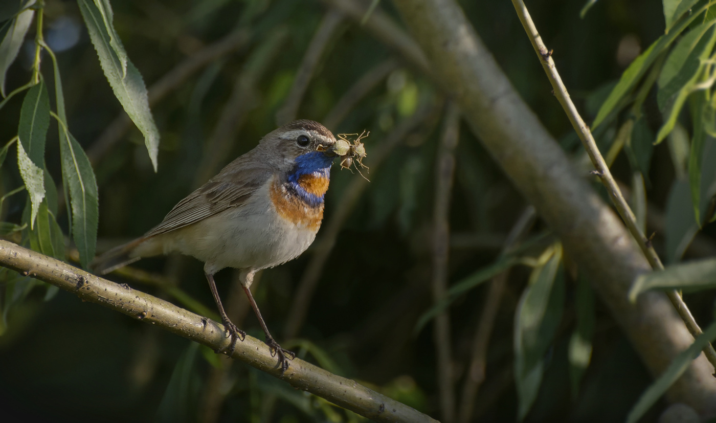 Варакушка ..