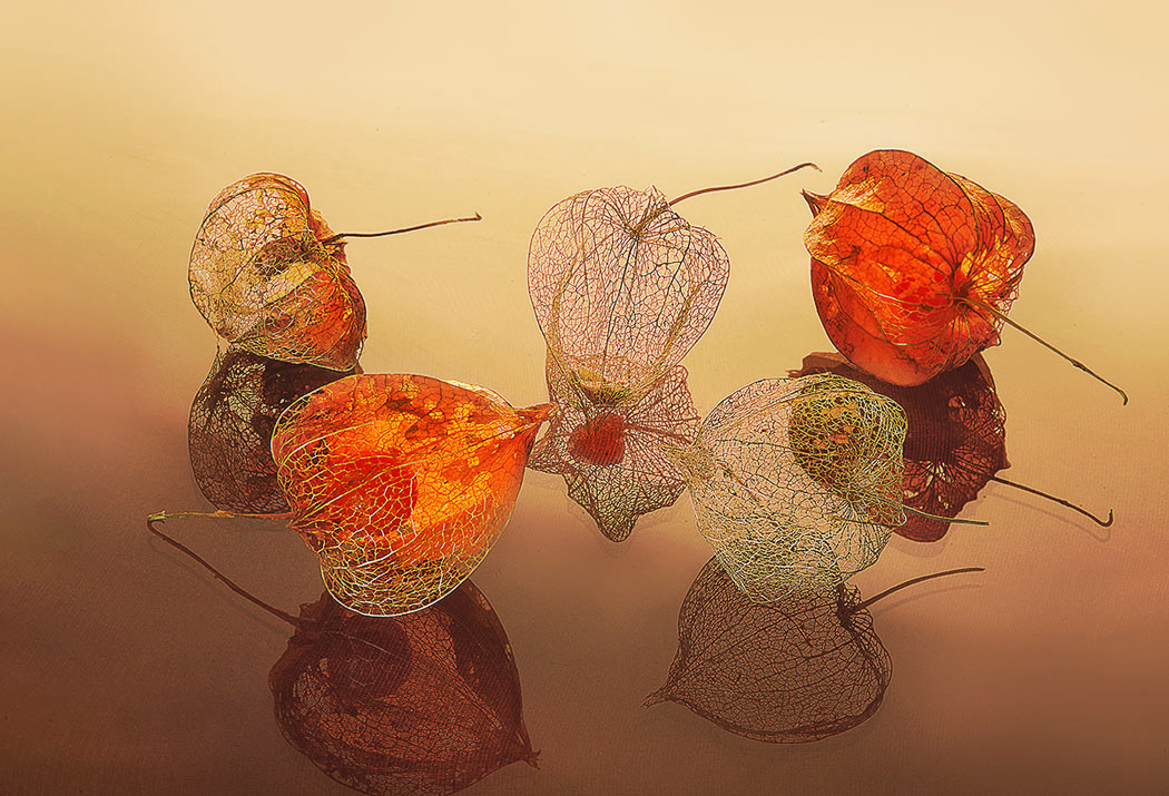 время физалисов