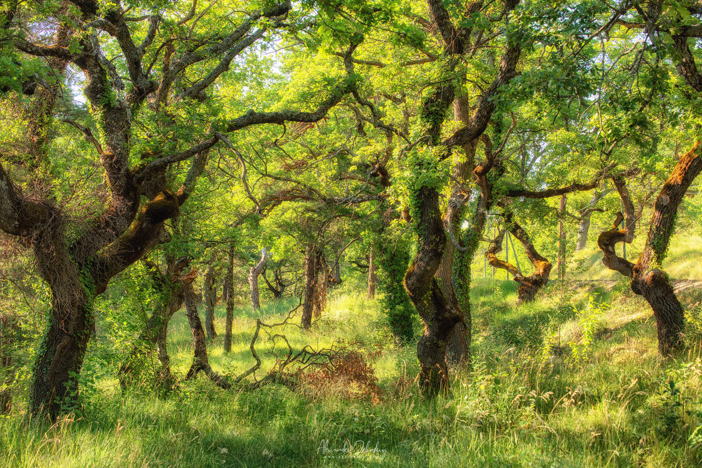 У лесной дороги
