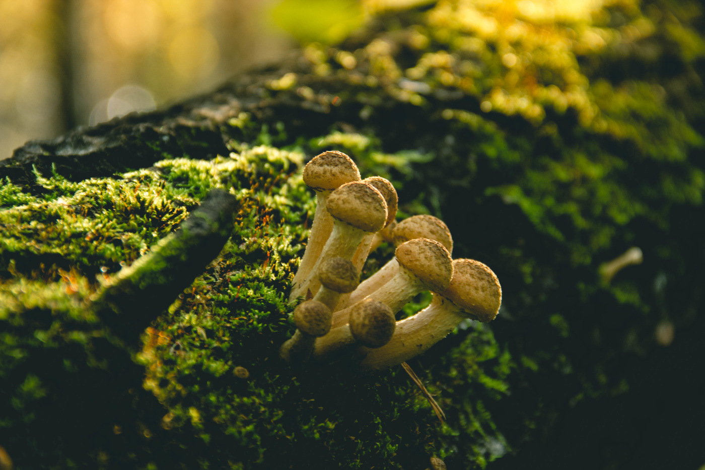 Сегодняшний трофей.