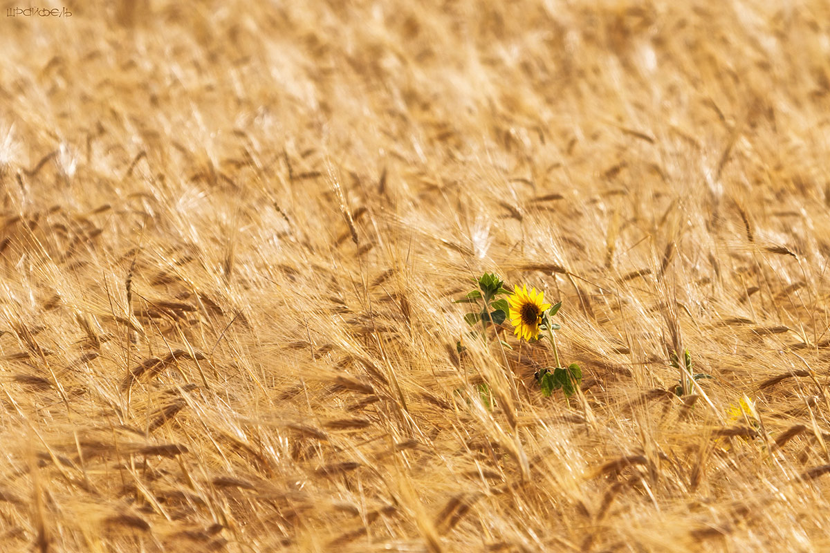 Чужой среди своих