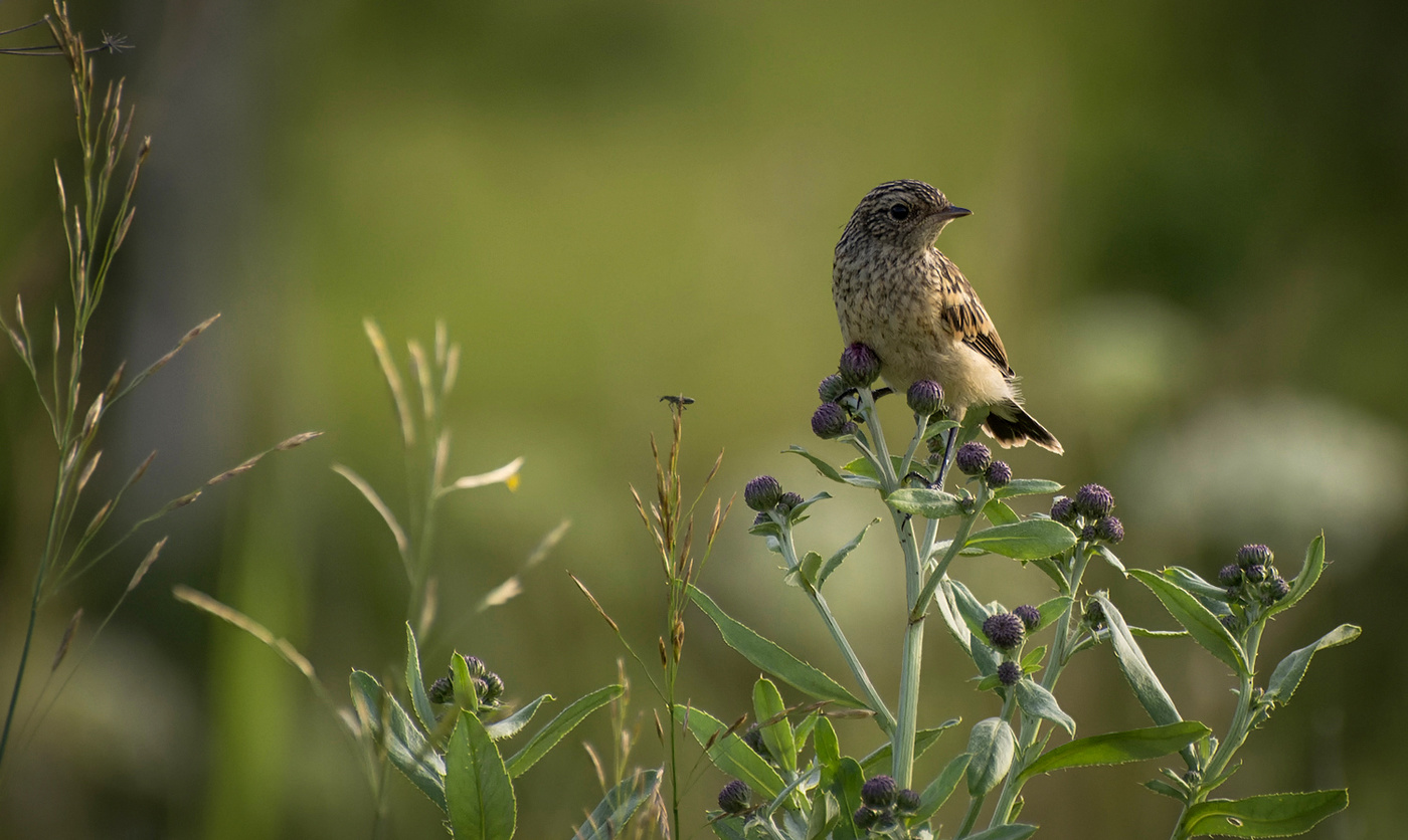 Черноголовый чекан (птенец).