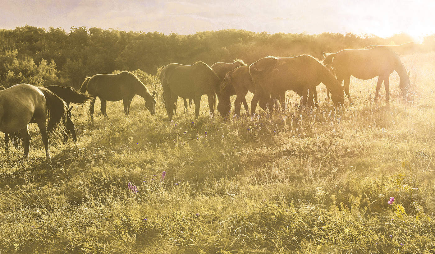Репост- Табун уходит в небо