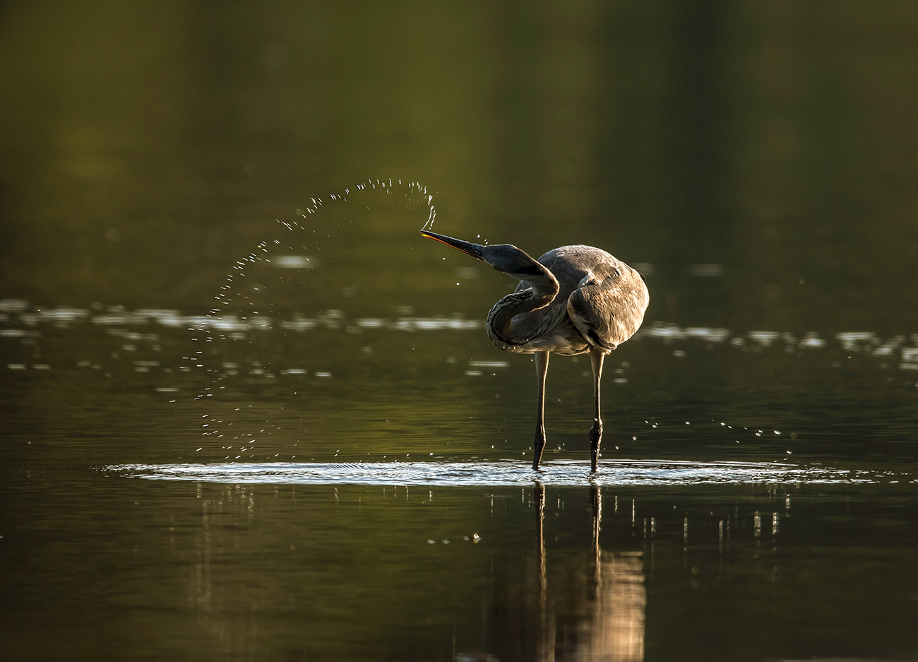 Рисуем сердечко