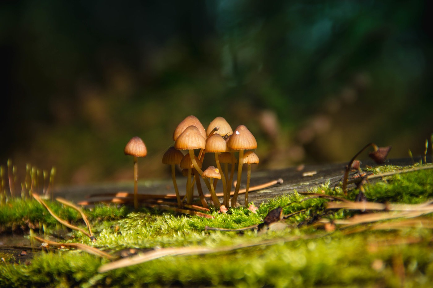 Зелёный лес,маленькие грибочки