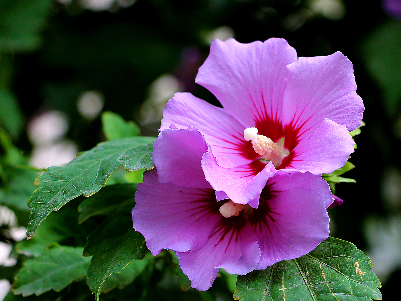 Вместе навсегда...