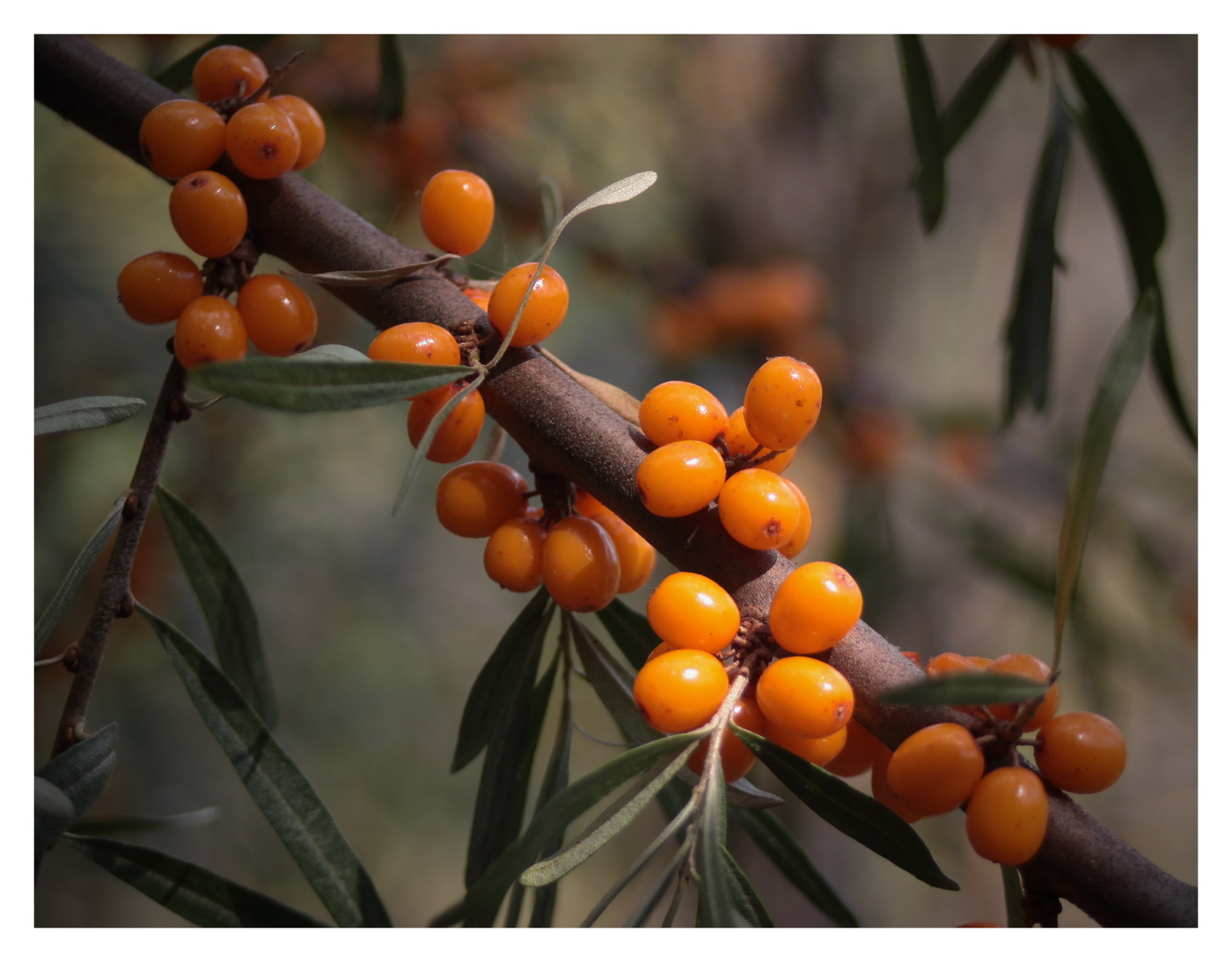 этюд с облепихой