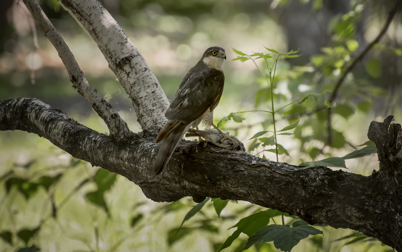Охотник.. (ястреб перепелятник)