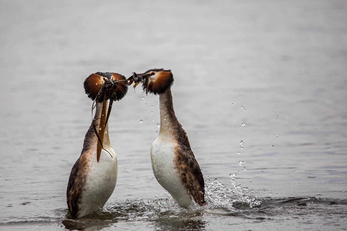 Брачный танец