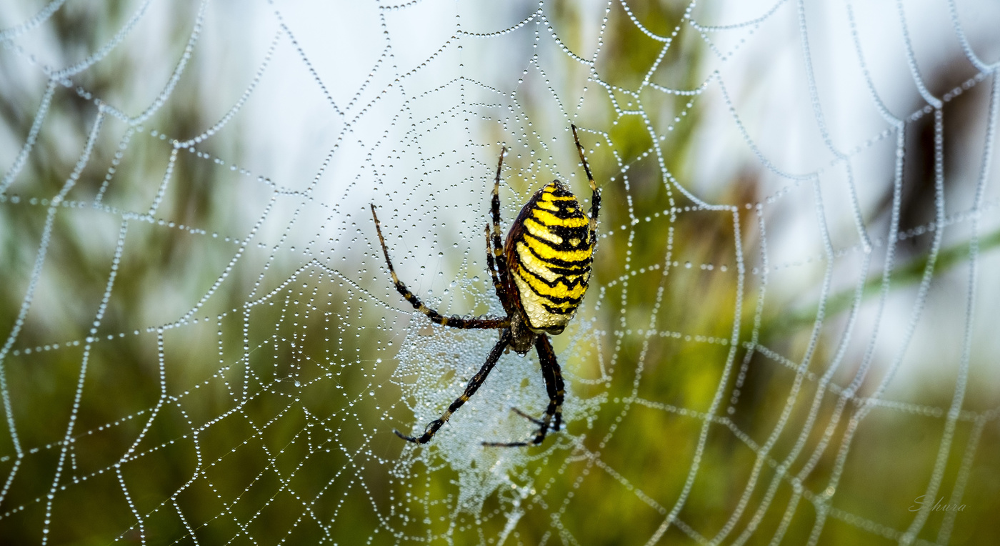 Хозяин паутины.