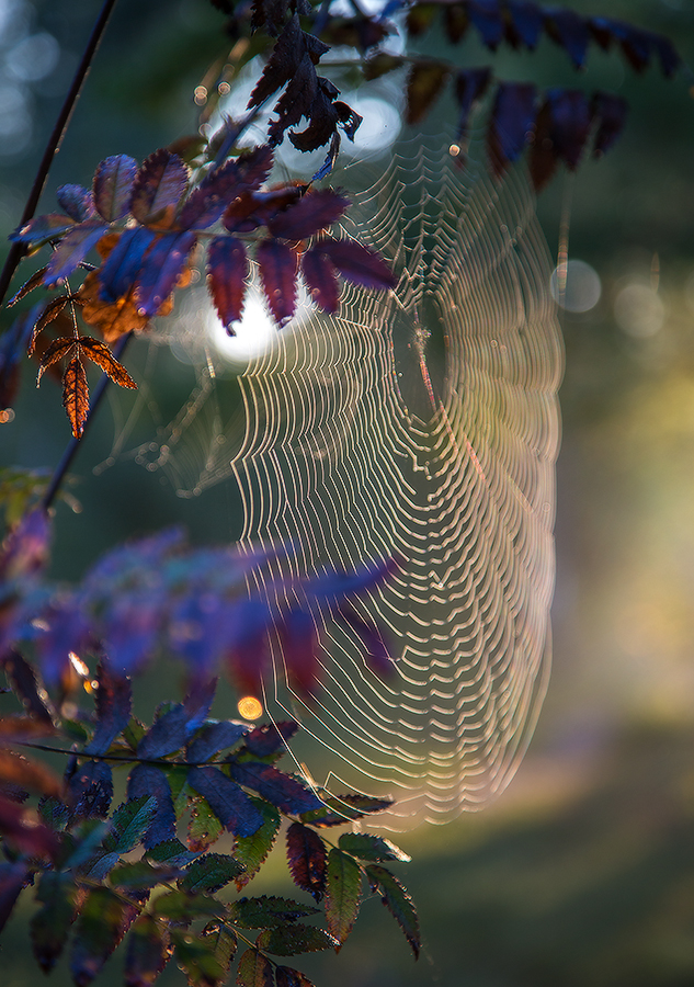 Паутинка бабьего лета