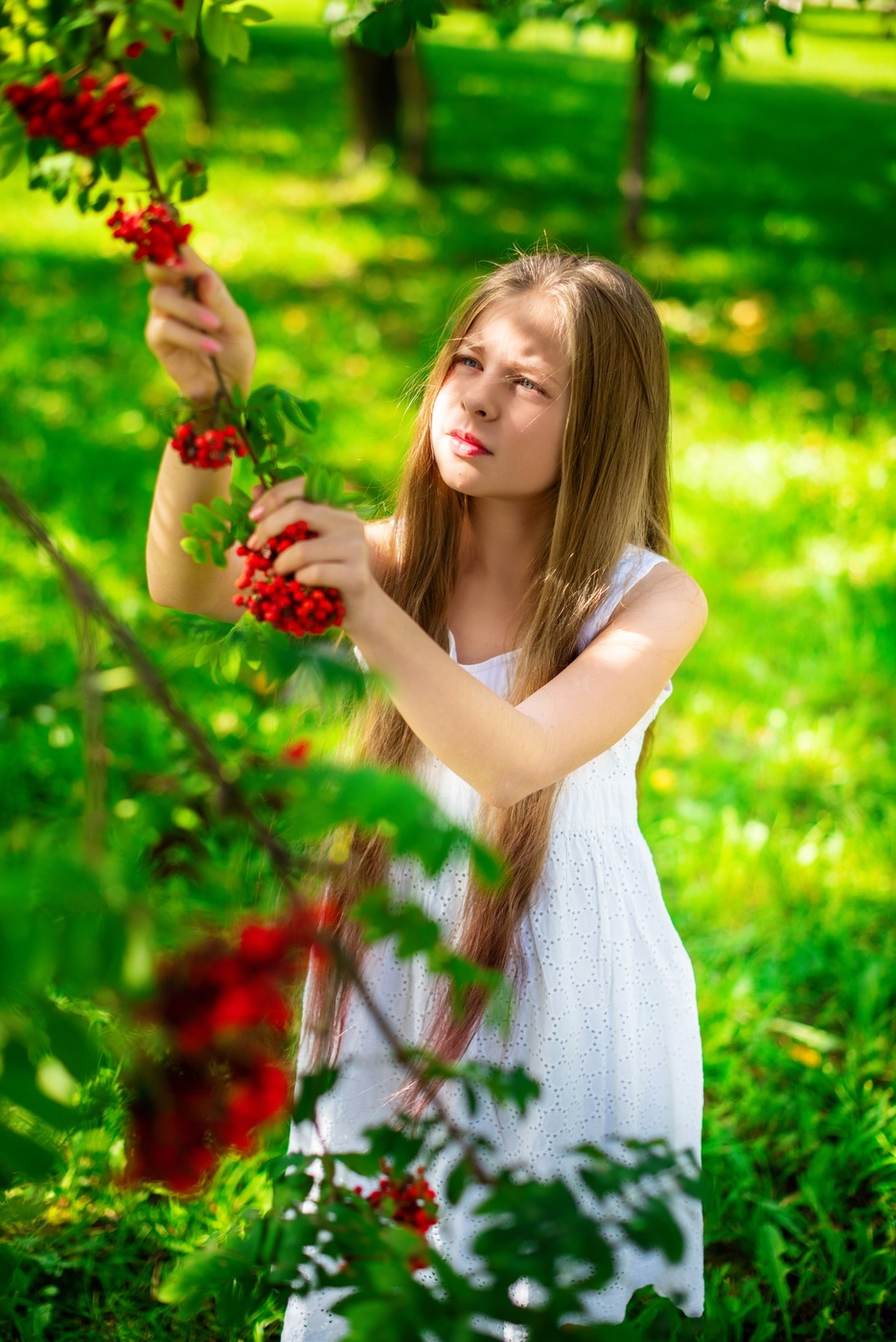 Ветка рябины