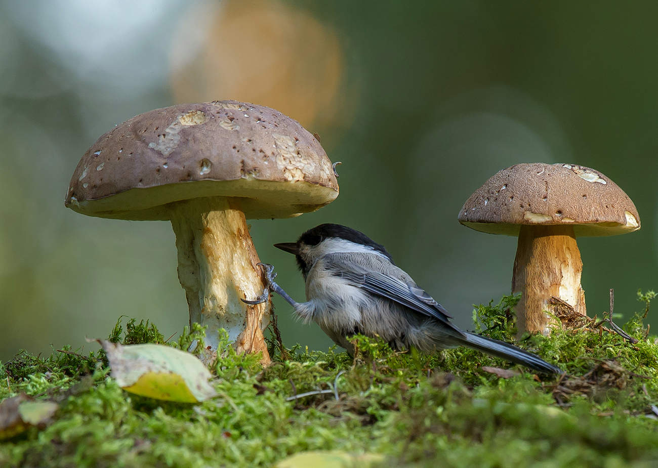 Ну и где червяки?